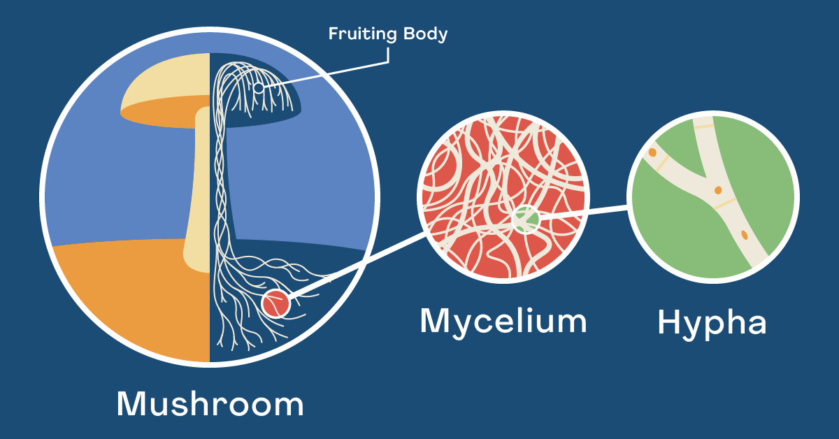 Can Alternative Proteins Scale?